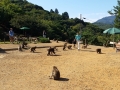 Kyoto - Monkeys