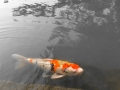 Hiroshima - Carp in the pond