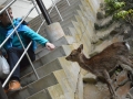 A deer in Miyajima