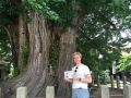 Kanazawa - 1000 year old tree