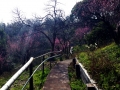 Shikoku - The plum trees in blossom