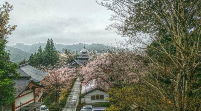 Beautiful cherry blossom in Yoshino